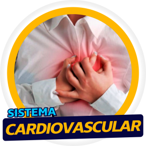 Sistema Cardiovascular