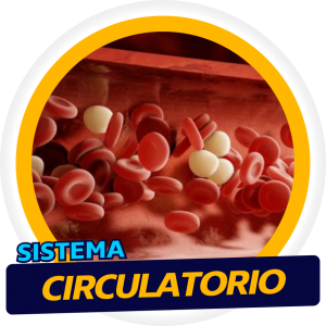 Sistema Circulatorio