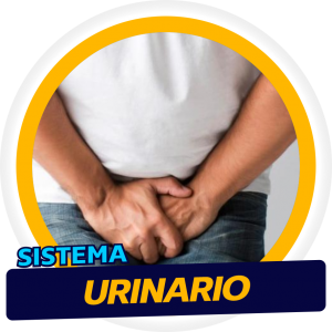 Sistema Urinario